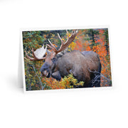 Bull Moose Greeting Cards (5 Pack)